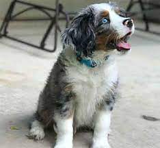Depending on the other dog the english springer spaniel is mixed with, the result can influence temperament, adaptability, and a number of other characteristics. The Australian Shepherd Cocker Spaniel Mix Cotralian Facts Information