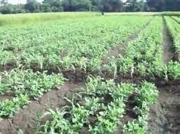Cara menanam kacang tanah hingga panen. Tanaman Kacang Tanah Tumpang Sari Dengan Jagung Manis Youtube