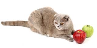What human food can cats eat, and what not to feed cats. 24 Human Foods Cats Can Eat Foods Cats Should Avoid