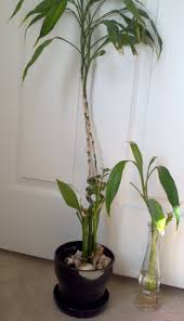 Maybe you would like to learn more about one of these? Grow Lucky Bamboo In Soil Or Water Hyams Garden Accent Store