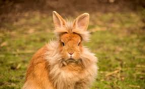 Le Lapin Nain Tete De Lion Parfait Petit Animal De Compagnie