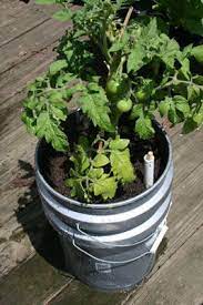 How To Make A Self Watering Planter For Under 10 Self Watering Planter Container Gardening Vegetables Container Gardening