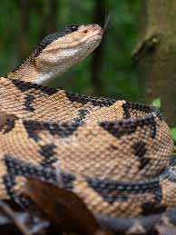 Image result for Urochloa bovonei