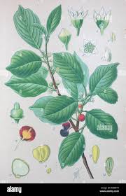 Image result for Rhamnaceae