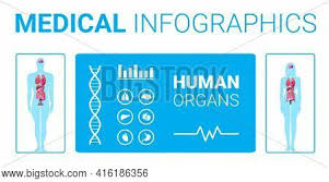 Anatomy human body male circulatory digestive lymphatic muscular nervous reproductive respiratory skeleton urinary system heart brain muscle zygote internal organ organs medicine head face torso. Human Body Structure Vector Photo Free Trial Bigstock