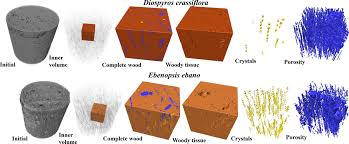 Image result for Diospyros crassiflora