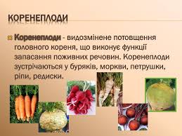 Мiйклас — онлайн школа нового покоління. Ppt Korin Korenevi Sistemi Vidozmini Korenya Powerpoint Presentation Id 3228882