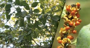 Image result for Maytenus undata