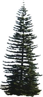 Check spelling or type a new query. 10 Fresh Seeds Araucaria Excelsa Norfolk Island Pine Free Shipping Plants Seeds Bulbs Plants Seedlings