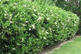 This striking beauty boasts large flower heads that appear in early summer and linger well past frost. Ligustrum Recurvifolium Shrubs Privet Shrubs For Privacy Evergreen Plants Shrubs