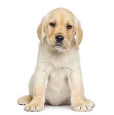 Female Labrador Retriever Names For Your Lab Girl