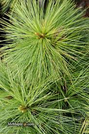 Image result for Xyris natalensis