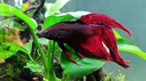 See more ideas about fish plants, betta fish, planted aquarium. Best Plants For Betta Fish 9 Live Varieties They Will Love
