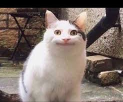 Awkward Moments Day 2020 Netizens Share Hilarious Memes To Celebrate This Weird Day See Pics This is what happens when you go for the take down and take yourself down. awkward moments day 2020 netizens