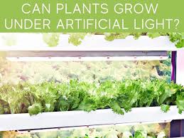 But if you're jonesing to hang these up in your kitchen to give it the pop. Can Plants Grow With Artificial Light Greenhouse Today