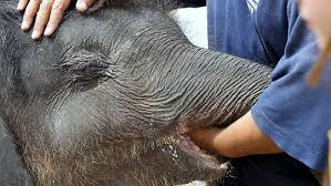 Ebből is látszik hogy nem a turistákért, pénznyerési céllal hozták létre, szerintem. 1 Day Trip To Kuala Gandah Elephant Sanctuary In Lanchang Pahang Whoa Adventures Best Malaysia And Borneo Discount Adventure Cheap Travel Deals In Asia