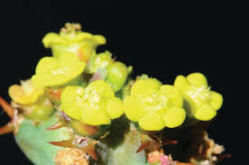 Image result for Euphorbia halipedicola