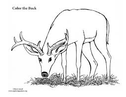 Take a sneak peak at the movies coming out this week (8/12) 5 new movie trailers we're excited about Buck Realistic Deer Coloring Pages Novocom Top