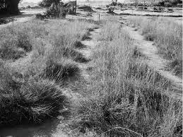 Image result for Microchloa altera