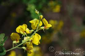 Image result for Crotalaria phylicoides