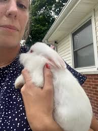 White baby bunny for adoption?