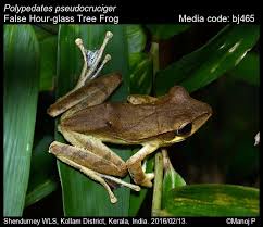 Image result for Polyceratocarpus