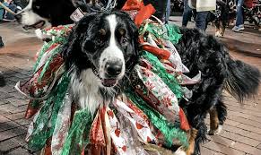 Try the craigslist app » android ios cl northwest ga northwest ga albany, ga asheville athens, ga atlanta auburn augusta birmingham, al boone bowling green chattanooga clarksville, tn columbia columbus, ga cookeville dothan, al gadsden greenville hickory huntsville jackson, tn knoxville macon montgomery nashville southwest va statesboro the. Craigslist Asheville Pets