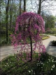 Most dogwoods fall within u.s. Lavender Twist Weeping Redbud Redbud Tree Flowering Trees Weeping Trees