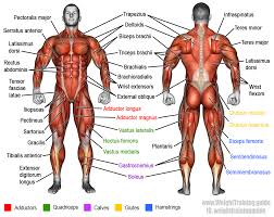 Biceps brachii is one of the main muscles of the upper arm which acts on both the shoulder joint and the elbow joint. Learn Muscle Names And How To Memorize Them Weight Training Guide Muscle Body Muscle Names Body Muscles Names