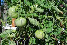 They will need the same support as netting (cages o. Protecting Tomatoes From Birds Thriftyfun