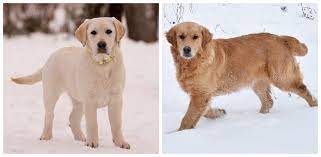 Labrador Or Golden Retriever Which Is Better