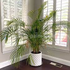 Pin By Vernon Wellingtonsr On Palm Tree Care Palm Tree Care Florida Palm Trees Tree Care