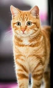 A Beautiful Orange Tabby I Love The Ginger Color Of Her Fur Cats Are So Photogenic Orange Tabby Cats Cats Beautiful Cats