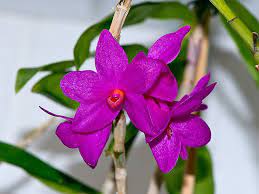 Dendrobium Sulawesii Dendrobium Orchids Flowers Orchids