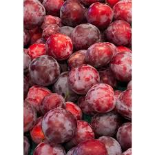 A big producing plum from luther burbank. Santa Rosa Plum Tree Store Tomorrow S Harvest By Burchell Nursery