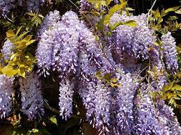 Wisteria Wisteria Plant Flowering Vines Chinese Wisteria