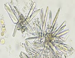 Pin On Learning Cytology