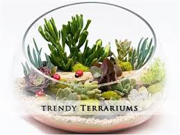 Shop Terrariums Online Gurgaon Delhi Noida India Terrarium Pots Terrarium Terrarium Jar