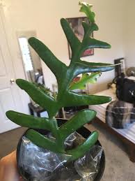 Fishbone cactus blooms at night which last only for. My New Weberocereus Imitans One Of Three Species Knows As A Ric Rac Zig Zag Fishbone Cactus Ain T She A Beaut Indoorgarden