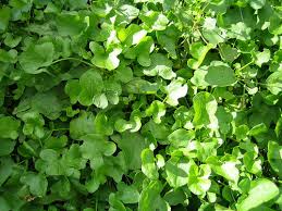 British surnames beginning with 'l' drill down further to surnames beginning with: 120 Botanical Baby Names House Plant Hobbyist