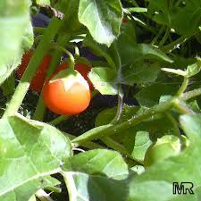 Image result for Solanum capsicoides
