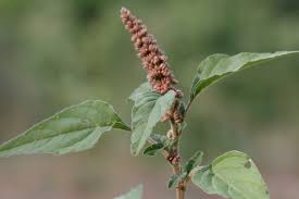Image result for Amaranthus deflexus