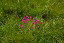 Image result for Aneilema brunneospermum
