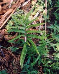 Image result for Cyclosorus interruptus