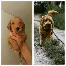 Micro mini goldendoodles, petite mini goldendoodles, mini goldendoodles, medium goldendoodles, and standard goldendoodles. Home