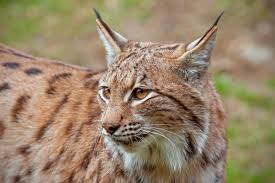 Search through the results in cats and kittens advertised in south africa on junk mail. Lynx As A Pet Pet Comments