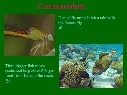 Maybe you would like to learn more about one of these? Symbiosis Living Together Three Types Of Symbiosis Mutualism