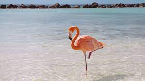 We did not find results for: Flamingo