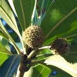 Image result for Breonadia