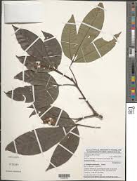 Image result for Allophylus lastoursvillensis